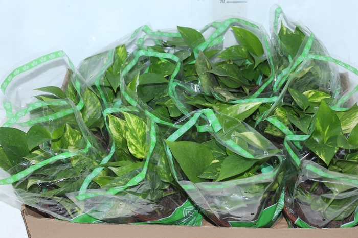 <h4>JIBOIA VERDE C13 PENDENTE</h4>