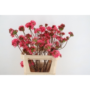 RHODO. DOUBLE PINK 080CM