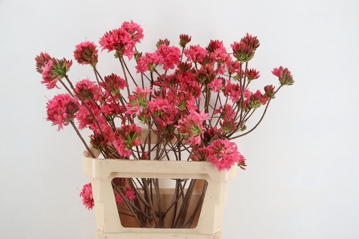 <h4>RHODO. DOUBLE PINK 080CM</h4>