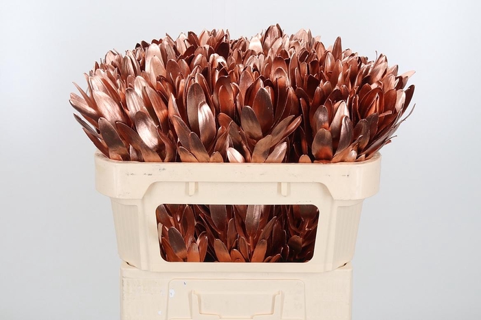 <h4>Leucod Kl Bh Koper</h4>