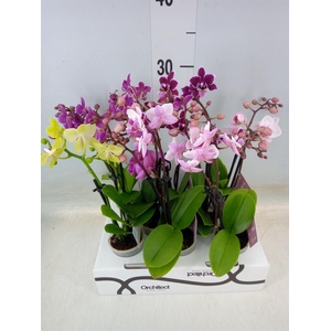 Phalaenopsis   ...mini