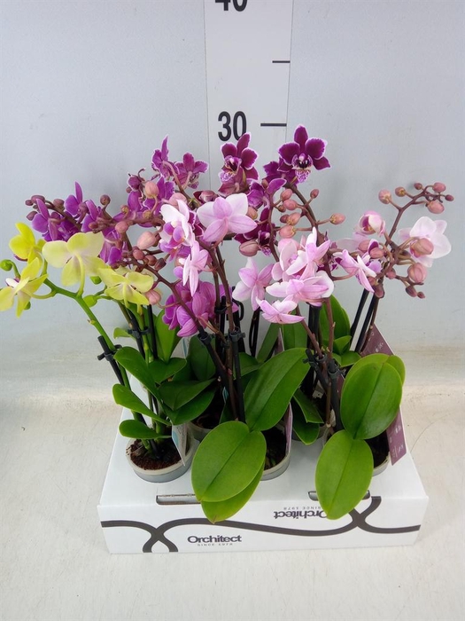 <h4>Phalaenopsis   ...mini</h4>