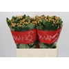 Hypericum Mellow Romance