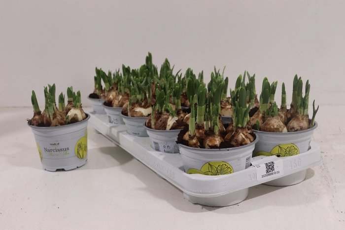 <h4>NARC O TETE A TETE</h4>