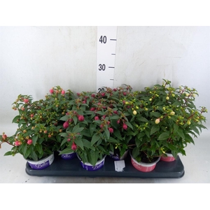 Fuchsia  'Bella Fuchsia'