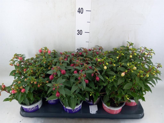 <h4>Fuchsia  'Bella Fuchsia'</h4>