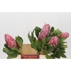 Protea Cynaroides Claire