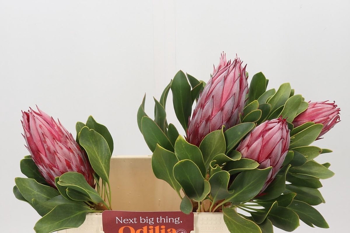Protea Cynaroides Claire