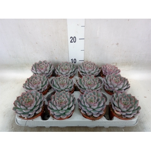 Echeveria  'Hercules'
