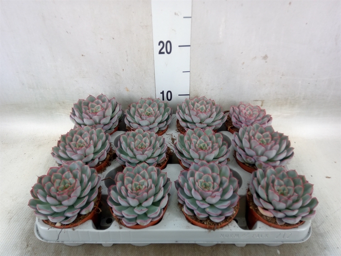 <h4>Echeveria  'Hercules'</h4>
