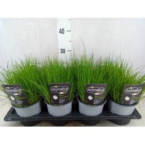 Allium schoenoprasum