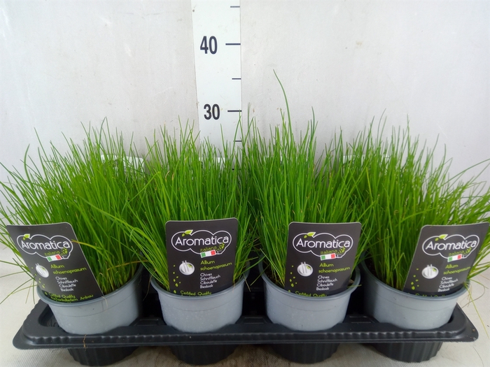 <h4>Allium schoenoprasum</h4>