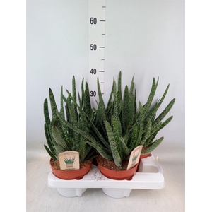 Gasteria carinata var. verrucosa