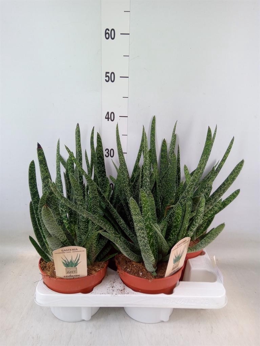 <h4>Gasteria carinata var. verrucosa</h4>