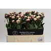 Paeonia Lact. Reine Hortense