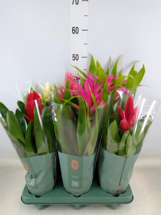 <h4>Bromelia ...mix</h4>