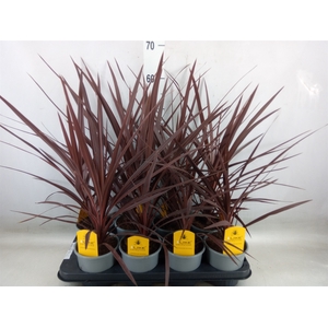 Cordyline austr. 'Red Star'