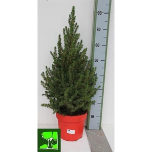 PICEA GL CONICA