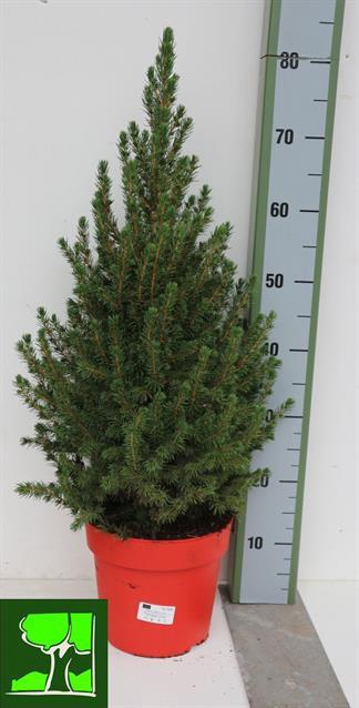 PICEA GL CONICA