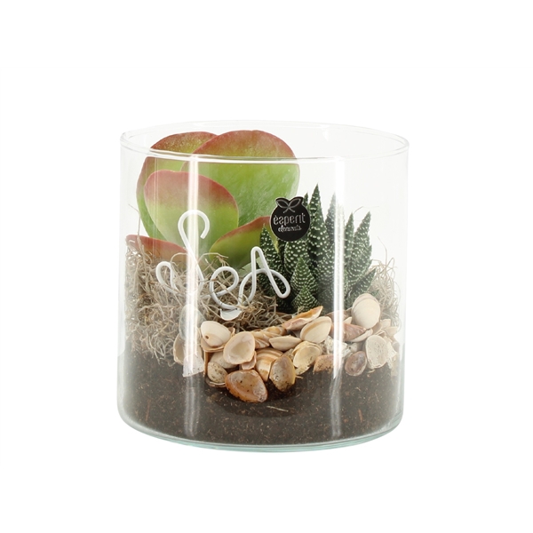 <h4>Arrangementen kamerplanten 6%</h4>