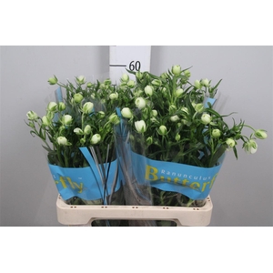 Ran Butterfly Ninos (holl)