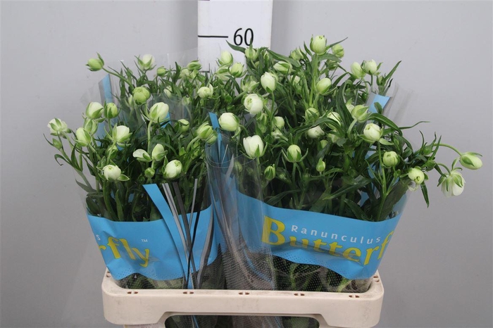 <h4>Ran Butterfly Ninos</h4>