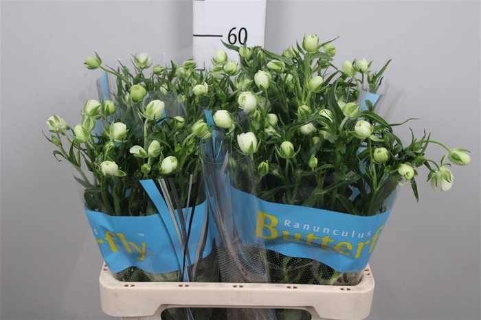 <h4>Ran Butterfly Ninos (holl)</h4>