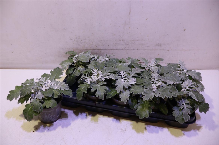 <h4>Senecio Cineraria</h4>