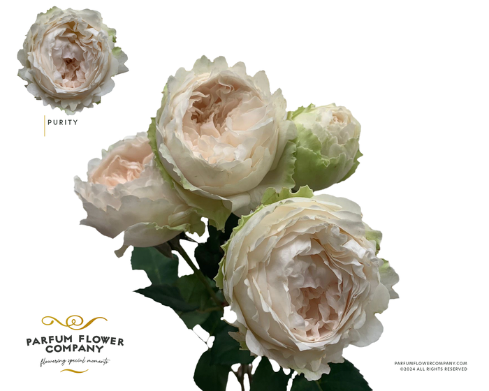 <h4>Rosa David Austin Spray Purity</h4>