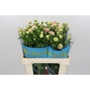 Ranunculus Butterfly Ariadne