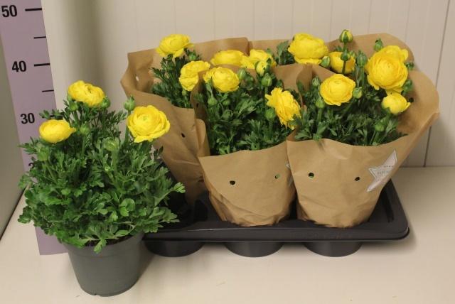 <h4>RANUN SPRINK YELLOW</h4>