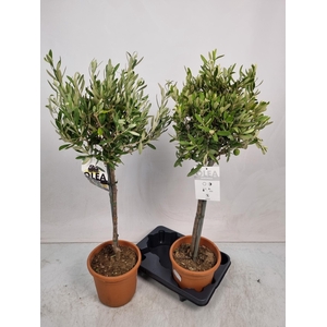 OLEA EUROPAEA
