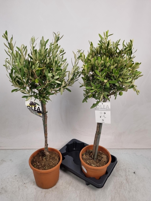 <h4>OLEA EUROPAEA</h4>