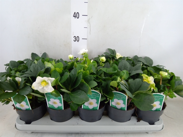 <h4>Helleborus niger 'Christmas Carol'</h4>