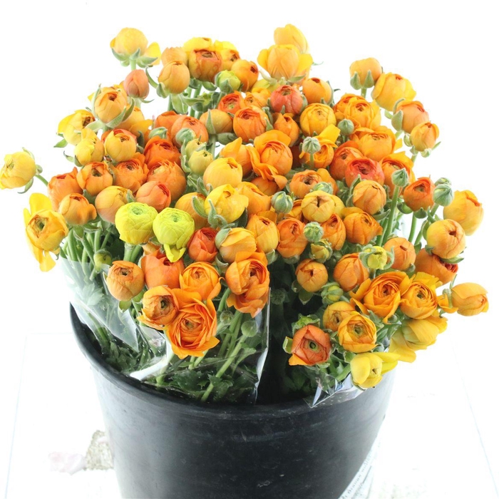 <h4>Ran El Orange Super</h4>