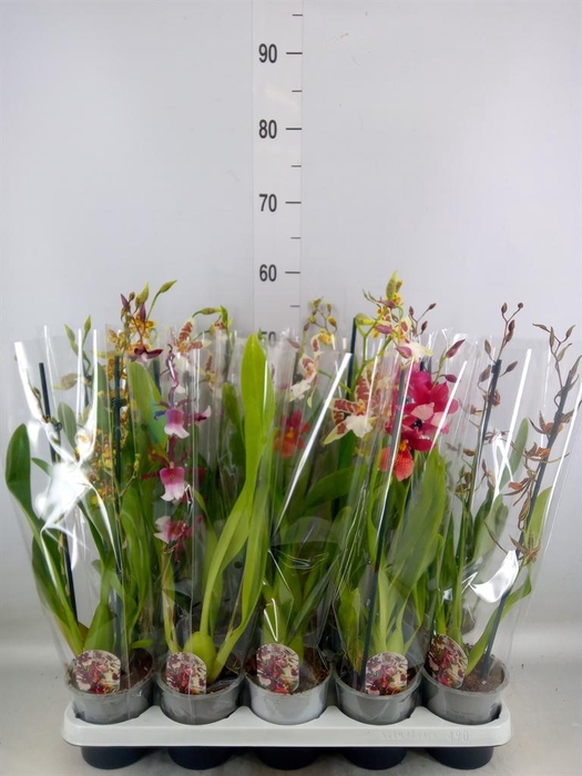 <h4>Cambria   ...mix</h4>