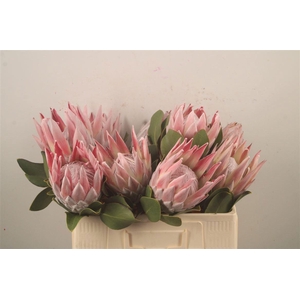 PROTEA CYNAROIDES