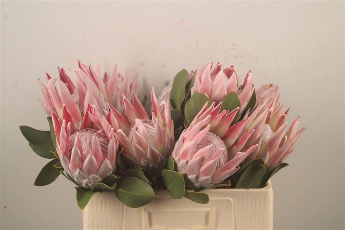 <h4>PROTEA CYNAROIDES</h4>