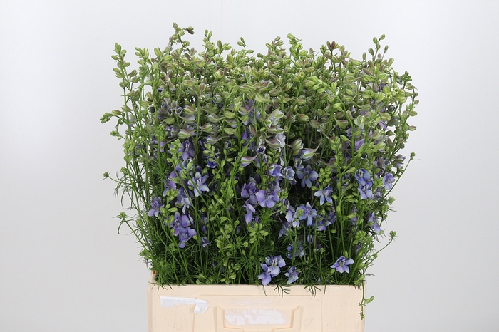 <h4>Cons R Q Viole Lilac</h4>