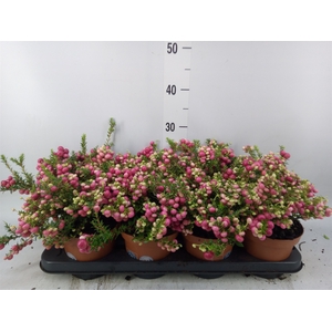 Gaultheria   ...red berry