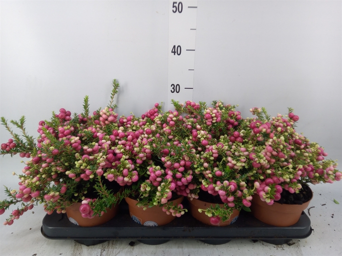 <h4>Gaultheria   ...red berry</h4>