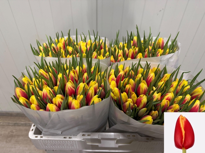 <h4>TU EN JAN SEIGNETTE</h4>