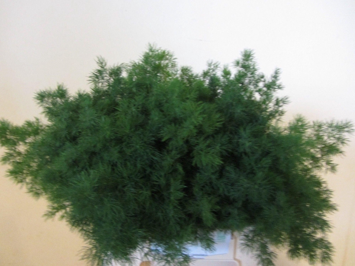 <h4>Asp Umbellatus</h4>