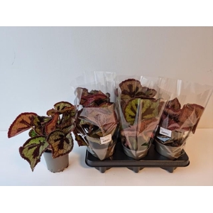 BEGONIA MASONIANA P13