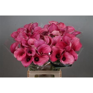 CALLA  'CAPTAIN ROMANCE'