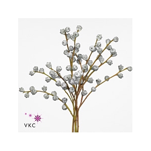 Euca Cinerea V Abs Red Per Bunch