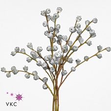 <h4>Euca Cinerea V Abs Red Per Bunch</h4>