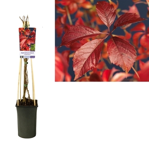 Parthenocissus 'Engelmannii' +light label