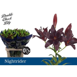 LI TA NIGHTRIDER