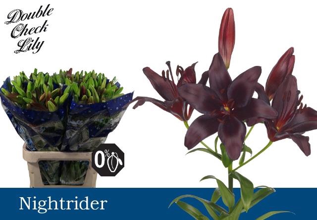 LI TA NIGHTRIDER
